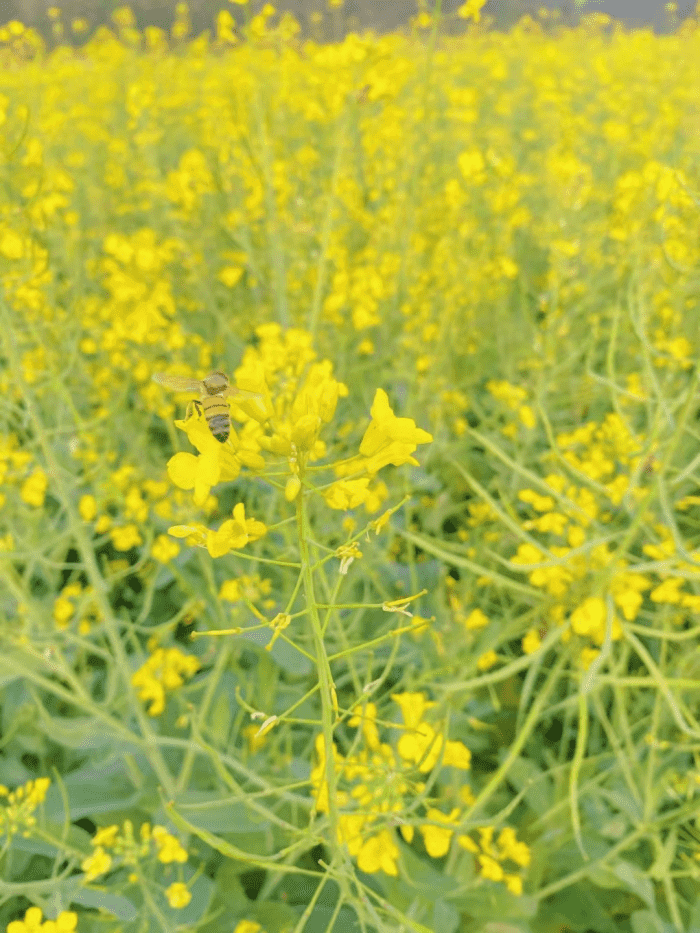 莆田市仙游县书峰乡兰石村