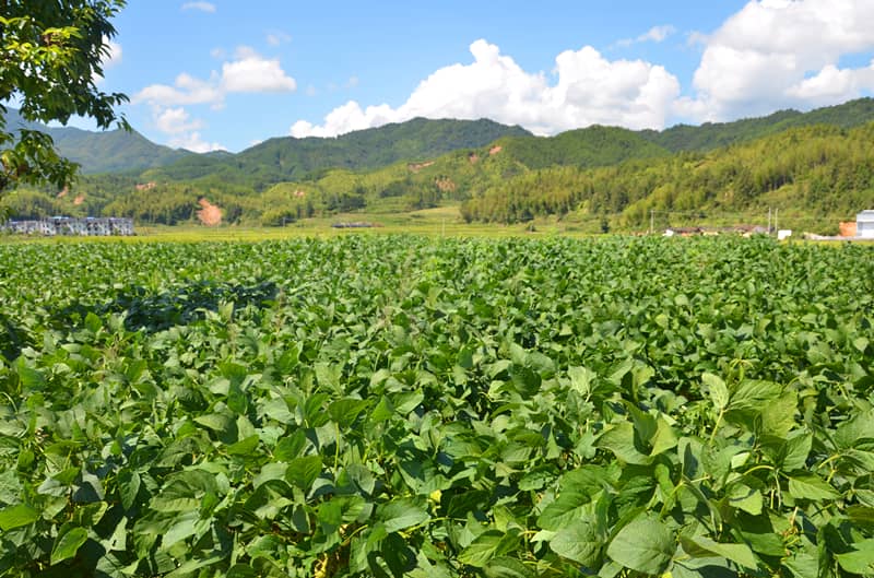 三明市泰宁县上青乡崇际村