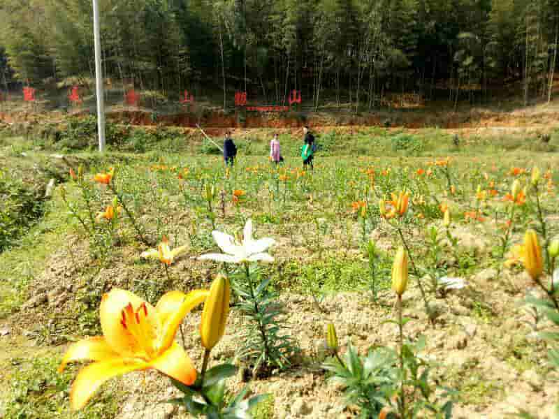 龙岩市新罗区雁石镇益坑村