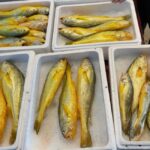 带你了解一下东海生态野生大黄鱼及深海野生大黄鱼多少一斤