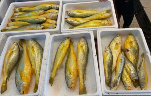 带你了解一下东海生态野生大黄鱼及深海野生大黄鱼多少一斤