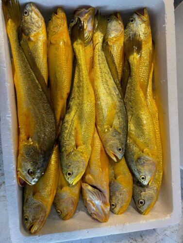 带你了解一下东海生态野生大黄鱼及深海野生大黄鱼多少一斤