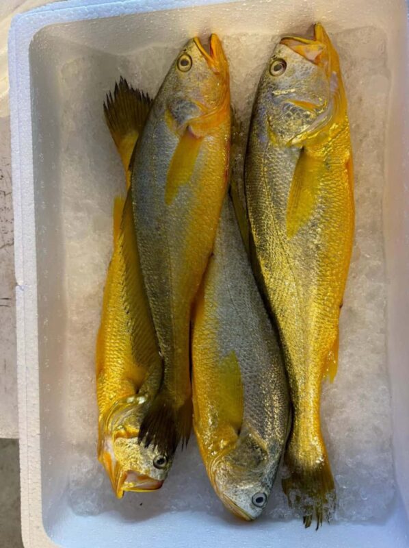 带你了解一下东海生态野生大黄鱼及深海野生大黄鱼多少一斤