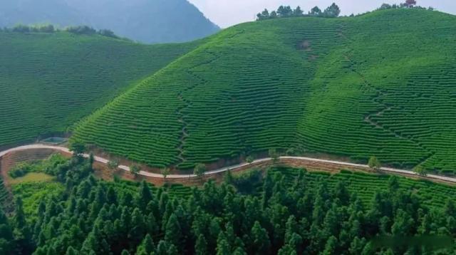 乘坐神舟飞船上过天的太空茶,有你家乡的吗?
