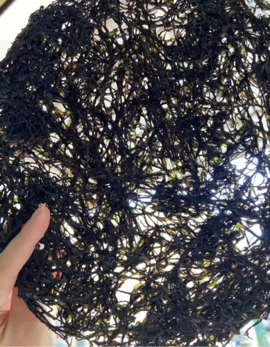 中国紫菜之乡是在哪里，霞浦与苍南的紫菜传奇