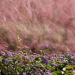 八闽大地美如画！福州这片花海盛放！