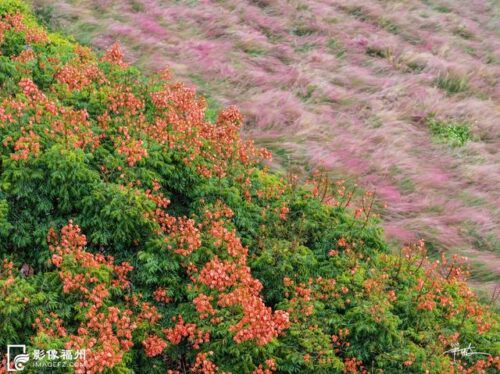 八闽大地美如画！福州这片花海盛放！