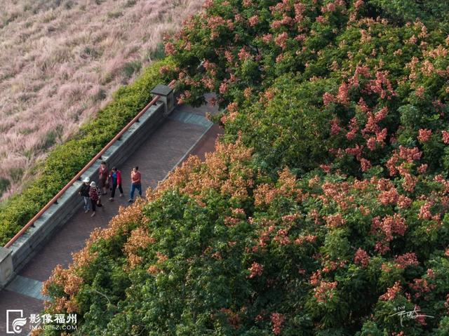 八闽大地美如画!福州这片花海盛放!