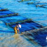 连江2万多亩头水紫菜上市每公斤可卖到200多元