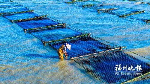 连江2万多亩头水紫菜上市每公斤可卖到200多元