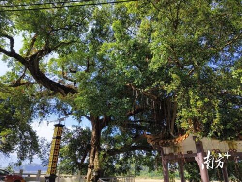 浛洸镇多措并举争创省级园林城镇