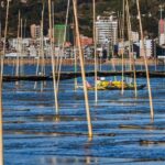 福建连江：2万余亩头水紫菜上市 同比量减价升销售紧俏