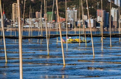 福建连江：2万余亩头水紫菜上市 同比量减价升销售紧俏