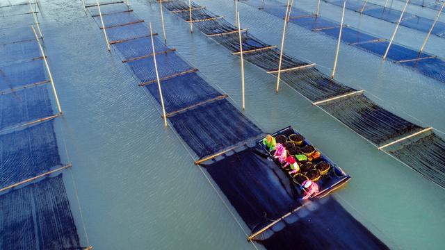福建连江:2万余亩头水紫菜上市 同比量减价升销售紧俏