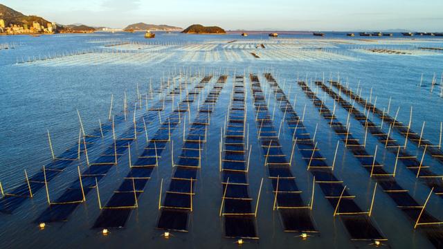 福建连江:2万余亩头水紫菜上市 同比量减价升销售紧俏