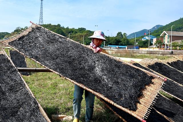 福建连江:2万余亩头水紫菜上市 同比量减价升销售紧俏