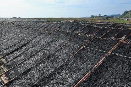 福建连江：2万余亩头水紫菜上市 同比量减价升销售紧俏