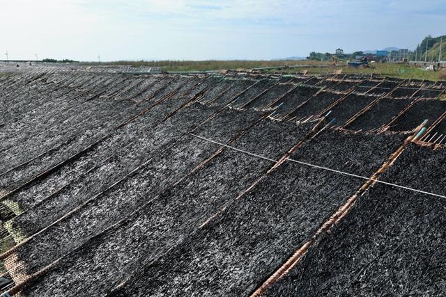 福建连江:2万余亩头水紫菜上市 同比量减价升销售紧俏