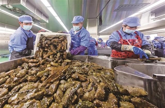 霞浦”中国南方海参之乡”,下浒海参,如何在日常生活中正确选择和食用海参?