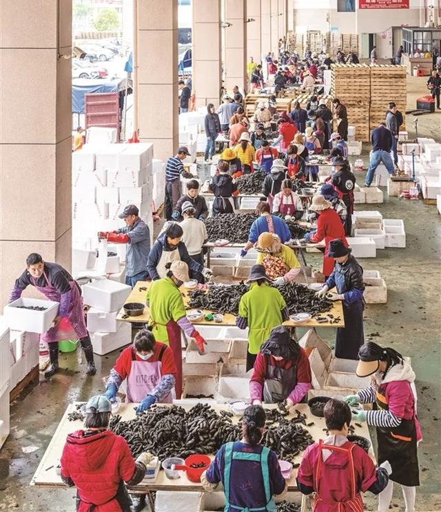 霞浦”中国南方海参之乡”,下浒海参,如何在日常生活中正确选择和食用海参?
