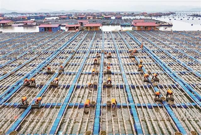 霞浦”中国南方海参之乡”,下浒海参,如何在日常生活中正确选择和食用海参?