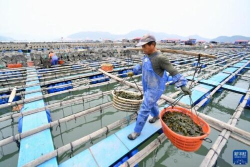 霞浦”中国南方海参之乡”，下浒海参，如何在日常生活中正确选择和食用海参？