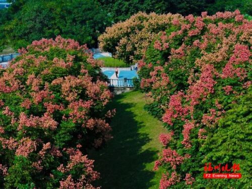 太美了！好多福州人来打卡！
