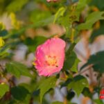 太美了！好多福州人来打卡！