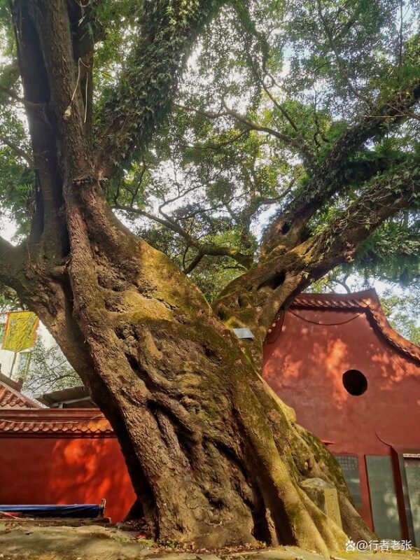 福建宁德有座千年古镇，山环水绕有诗有画，闽东四大古镇之一