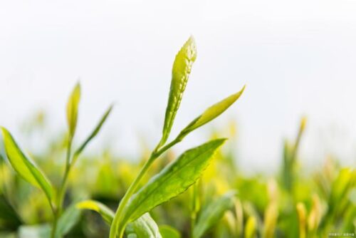 福建省有哪10大经典土特产？10大经典土特产分别是什么？