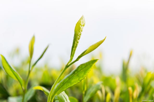 福建省有哪10大经典土特产?10大经典土特产分别是什么?