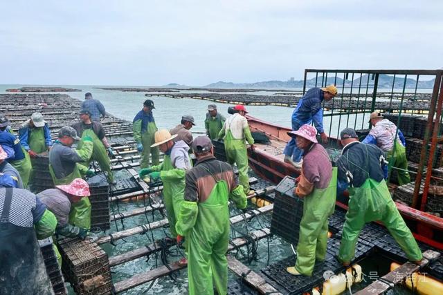 跨越1600公里!连江“网红”回家“过冬”啦!