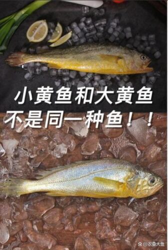 大黄鱼和小黄鱼是同一种鱼吗？答案来了！