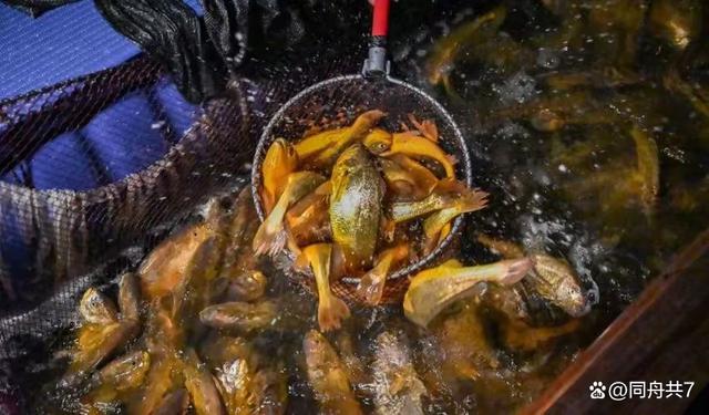 大黄鱼和小黄鱼是同一种鱼吗?答案来了!