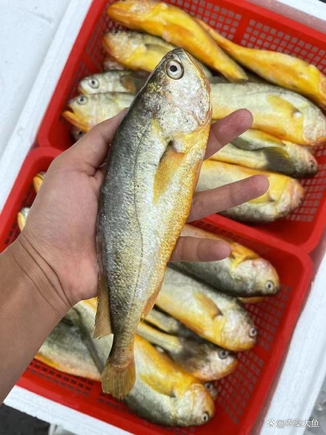 大黄鱼和小黄鱼是同一种鱼吗?答案来了!