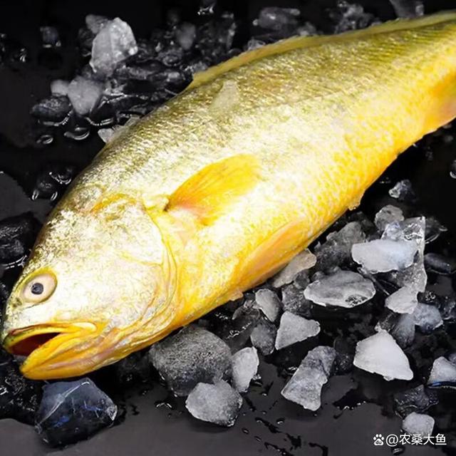 大黄鱼和小黄鱼是同一种鱼吗?答案来了!