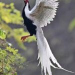 惊艳！“林中仙子”造访！福州鼓二小轰动了