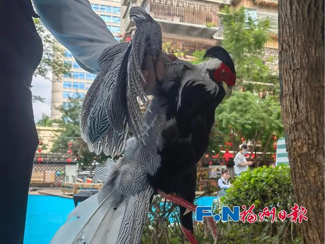 惊艳!“林中仙子”造访!福州鼓二小轰动了
