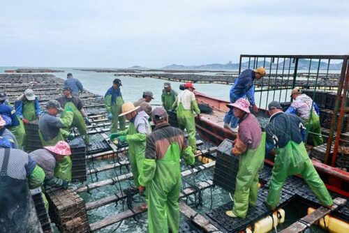 跨越1600公里 连江“候鸟鲍”回家“过冬”