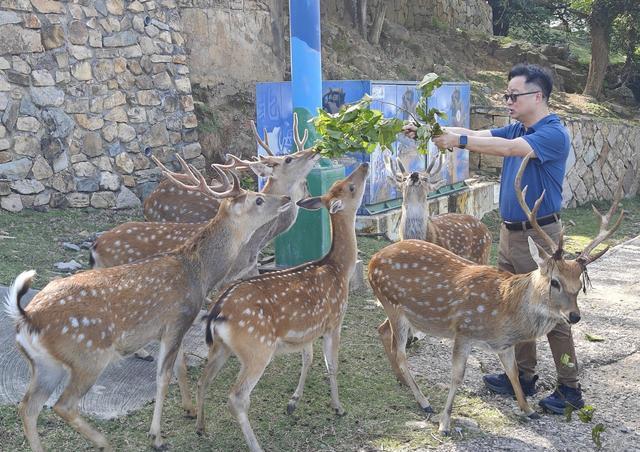 围台演习结束，岛内方寸大乱，吴钊燮语无伦次，送梅花鹿求和平