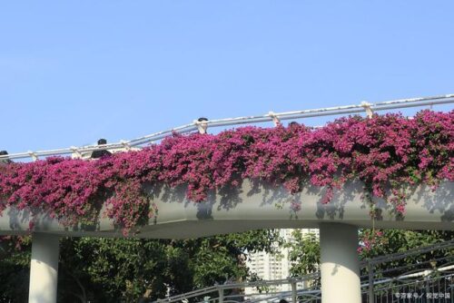 11月的厦门，适合看海！