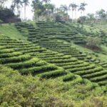 探秘太姥山白茶基地，品味宁德五日游，香酥黑豆伴旅途