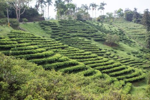 探秘太姥山白茶基地，品味宁德五日游，香酥黑豆伴旅途