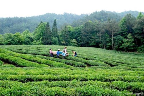 探秘太姥山白茶基地，品味宁德五日游，香酥黑豆伴旅途