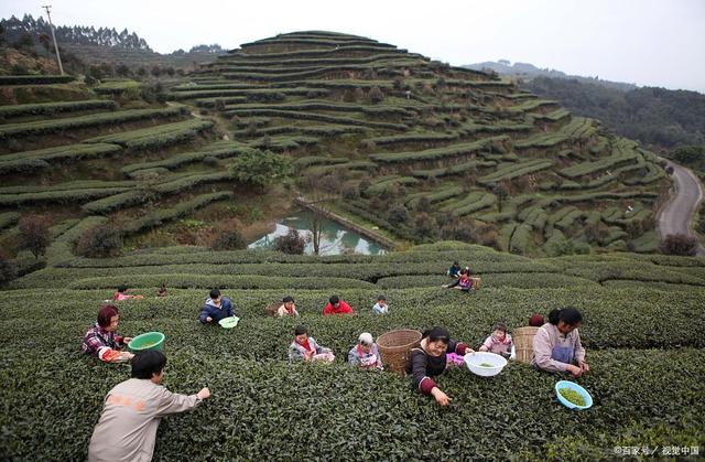 探秘太姥山白茶基地,品味宁德五日游,香酥黑豆伴旅途