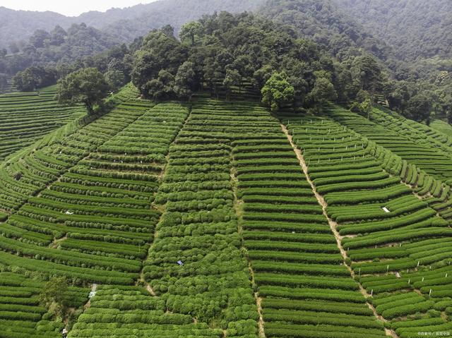 探秘太姥山白茶基地,品味宁德五日游,香酥黑豆伴旅途