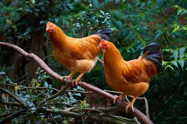 八闽大地福建，带有&ldquo;地理标志产品&rdquo;的10个土特产，不要错过物美价廉，送礼有面