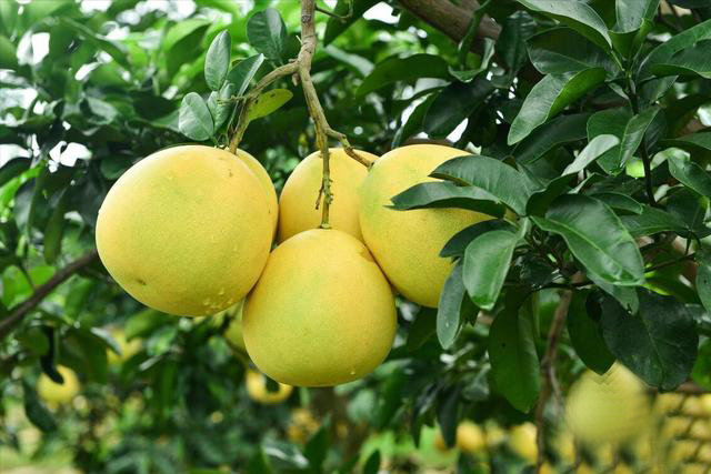 八闽大地福建，带有&ldquo;地理标志产品&rdquo;的10个土特产，不要错过物美价廉，送礼有面