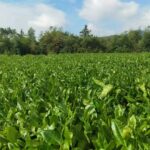 收藏！泉州-咱厝人的特色农产品清单来啦