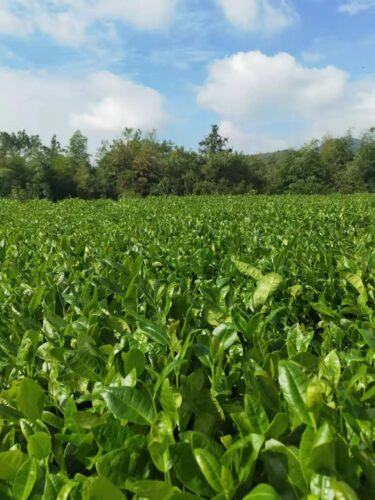 收藏！泉州-咱厝人的特色农产品清单来啦